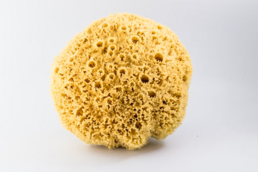 Archipelago Honeycomb - Adults